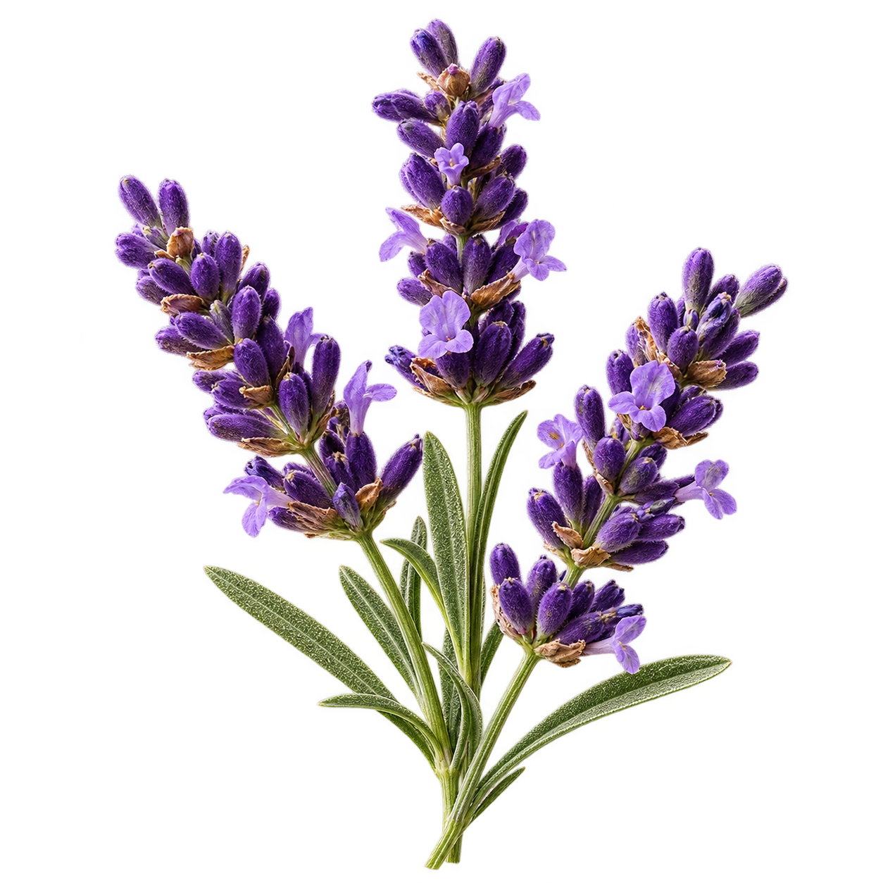 Lavanda